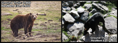 two photos of bears, the one on the left being more memorable at an 85% score 