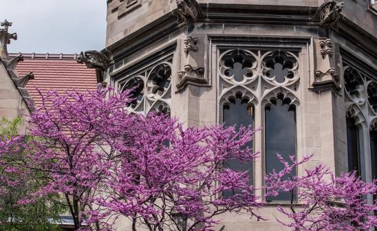Blooming trees on the social sciences quad