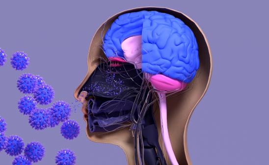 graphic depicting an x-ray type photo of a human brain