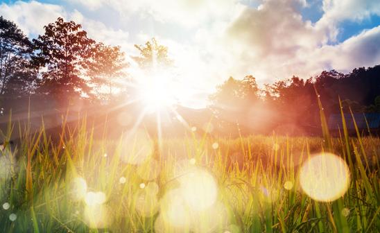 stock graphic sun and grass