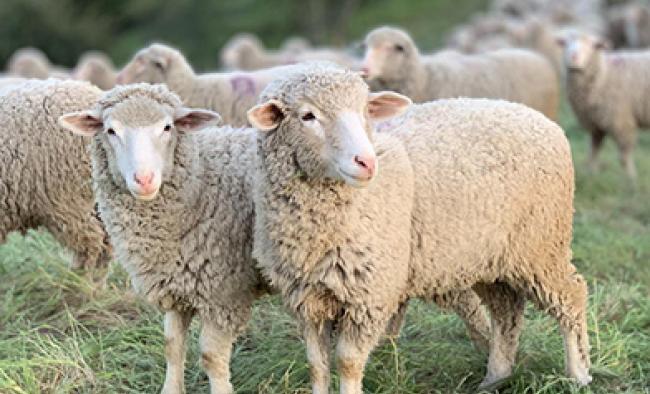 sheep