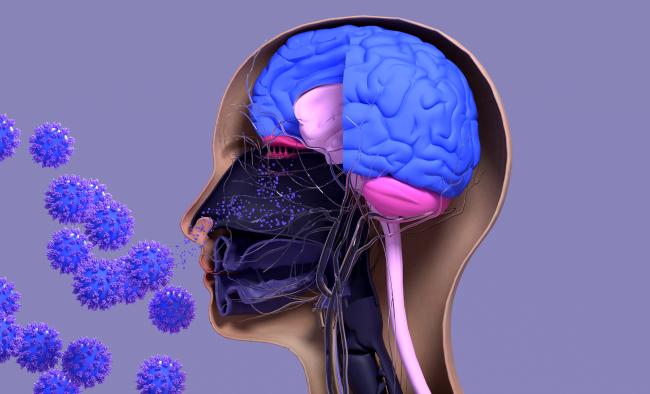 graphic depicting an x-ray type photo of a human brain