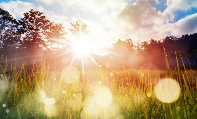 stock graphic sun and grass