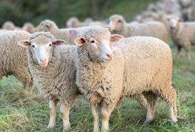 sheep