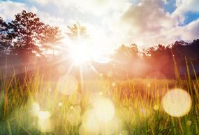 stock graphic sun and grass